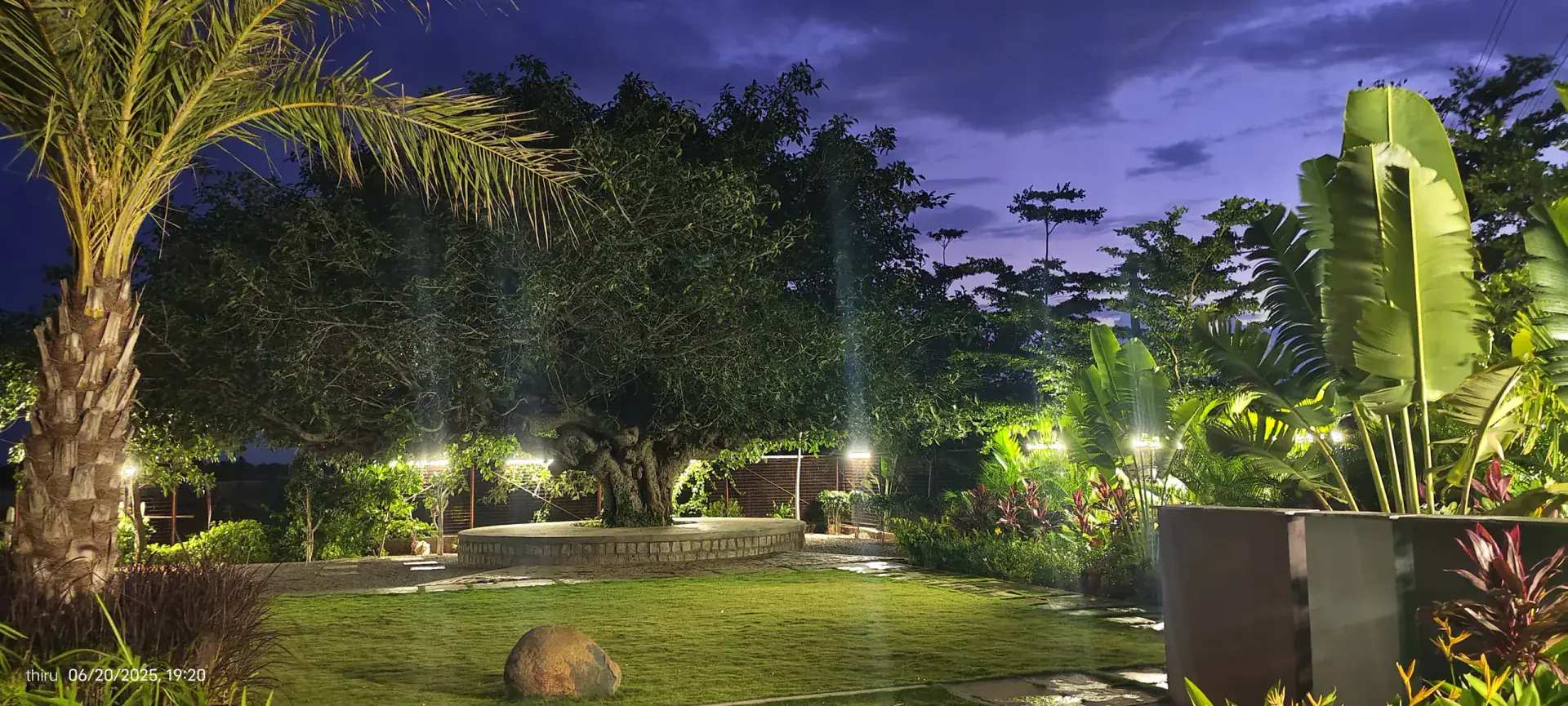 Heritage tree garden at dusk