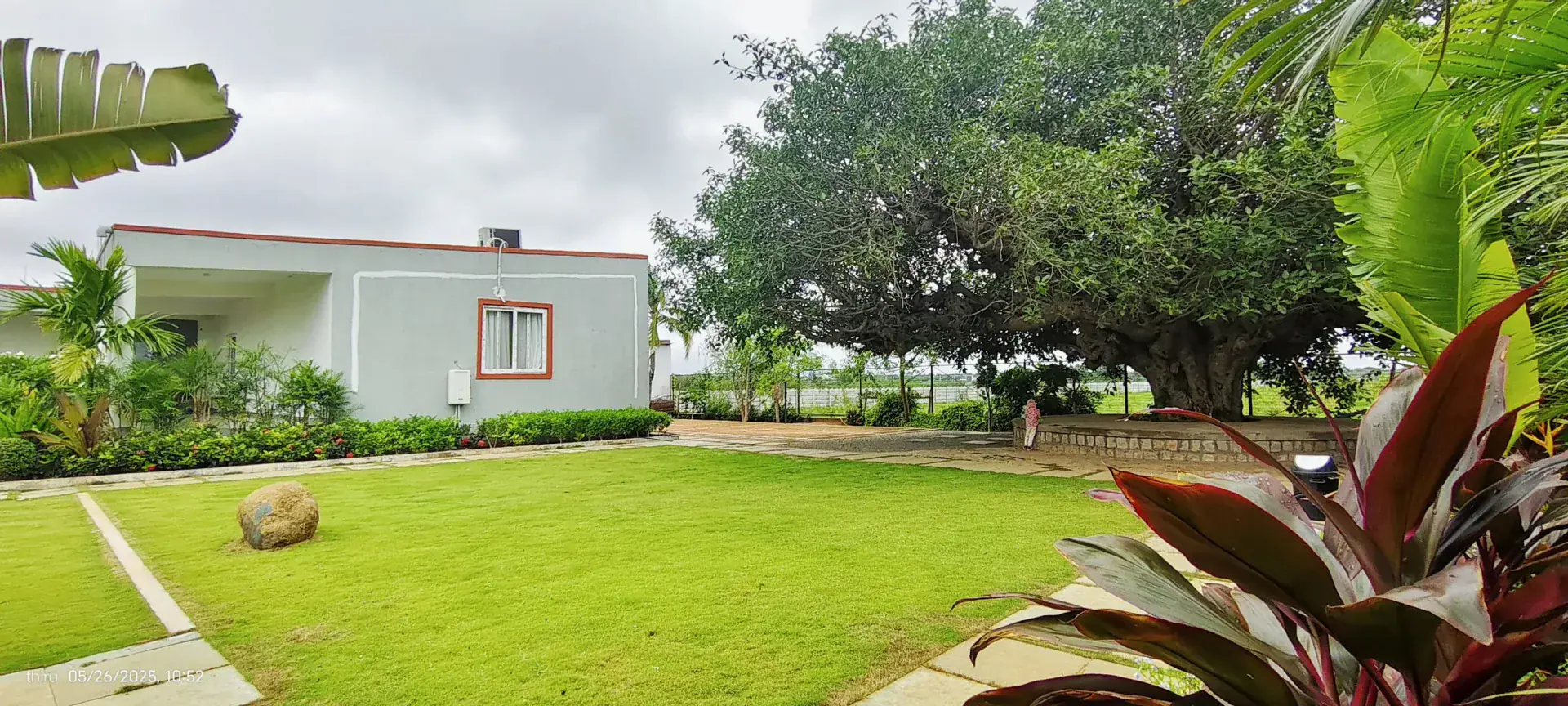 Preserved heritage tree at Amara Haven