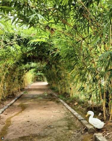 A leafy bamboo pathway with a white duck beside it