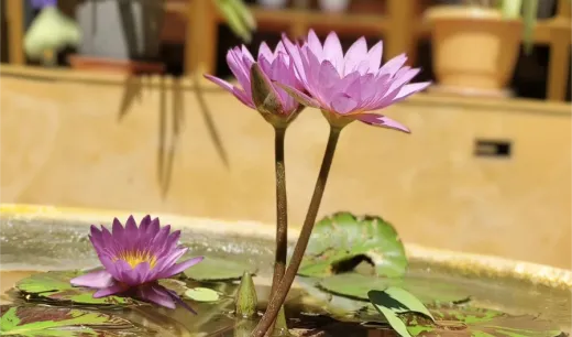 Purple water lilies blooming in a courtyard pond