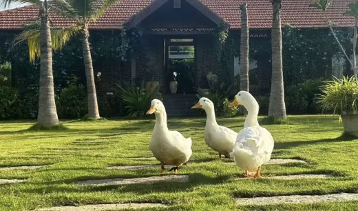 Geese walking through a green sustainable community landscape