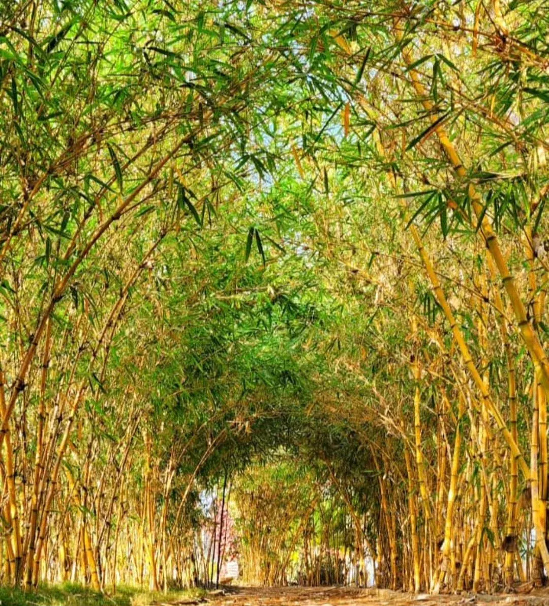 Bamboo-lined walkway at CoQuitos