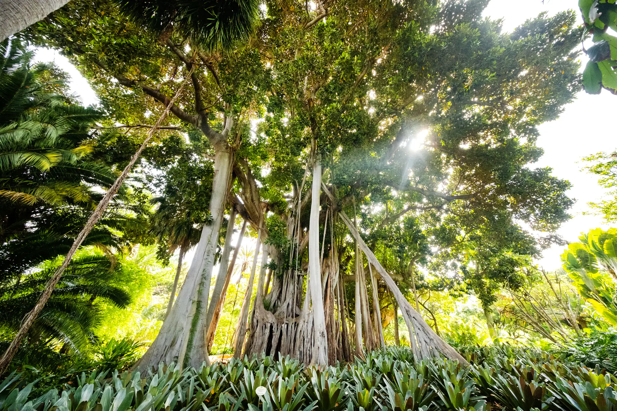 Spreading ficus tree in a park