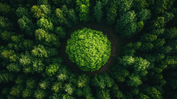 Aerial view of a green forest canopy